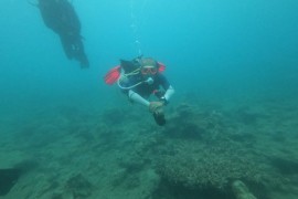 Tại sao rạn san hô ở Hòn Mun (Nha Trang) bị chết